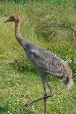 Blue White Black - 2nd July 2014 Blue White Black - 2nd July 2014